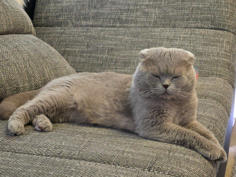 Katzen Betreuung
