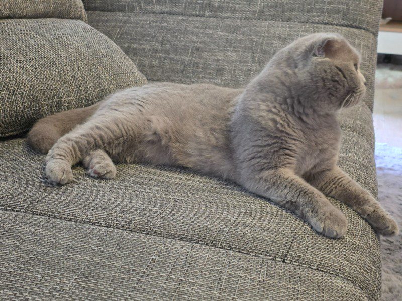 Katzen Betreuung