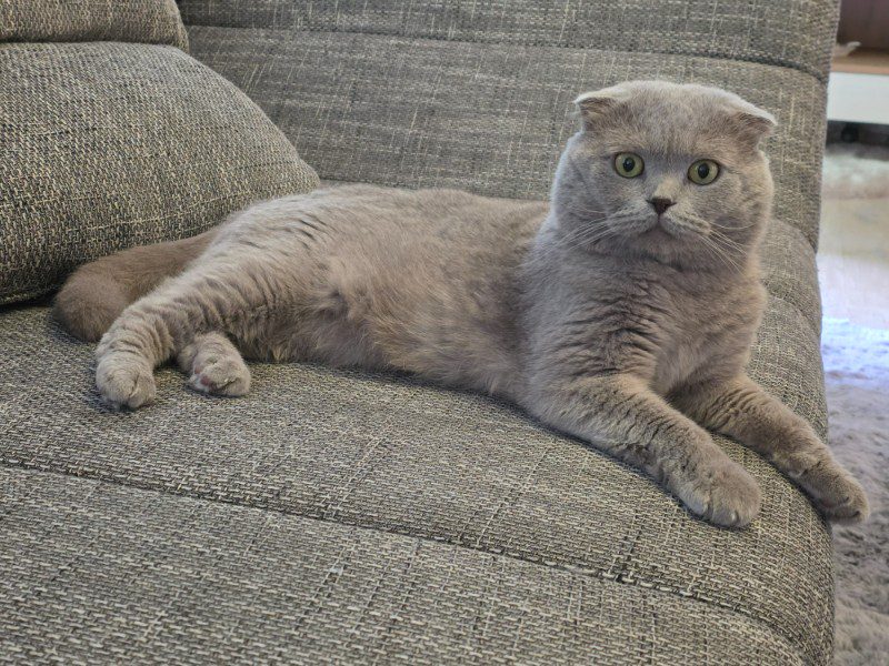 Katzen Betreuung