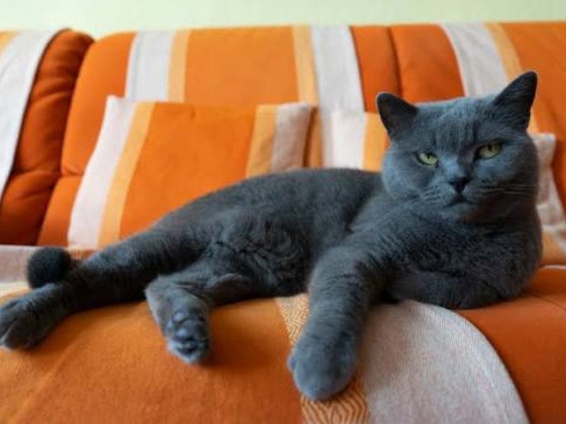 Katzen Betreuung